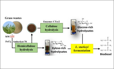biodiesel biomass catalysis