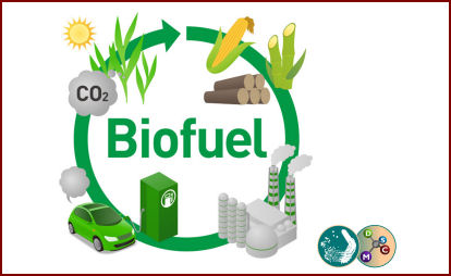 cell factory produzione biodiesel