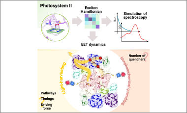 exciton dynamics plant photosystem