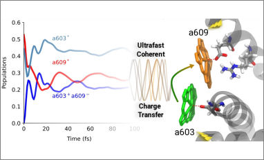 publication saraceno